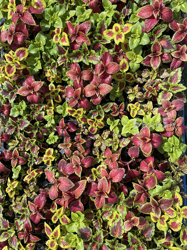 在植物保育园中心的盆景中，大黄花(Coleus scutellarioides)的嫩枝及红绿叶的全画幅图片